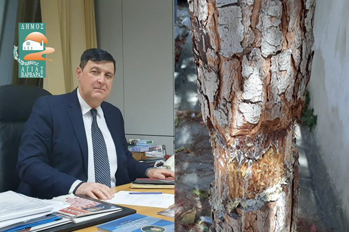 Γ. Πουλάκης: Ασυνείδητοι καταστρέφουν δένδρα και στοιχεία πρασίνου στην πόλη!