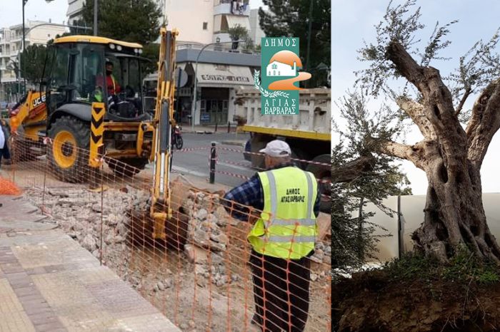 Ο Δήμος υποδέχεται πέντε υπεραιωνόβια ελαιόδενδρα