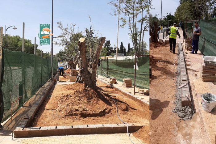 Συνεχίζονται τα έργα για την εγκατάσταση των υπεραιωνόβιων ελαιοδένδρων