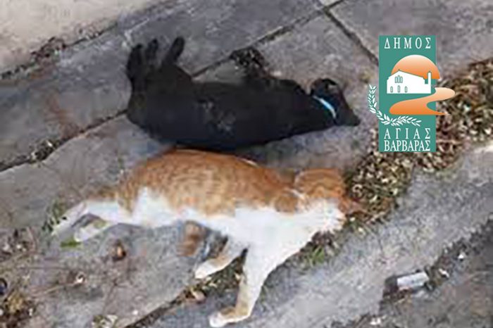 Ανεγκέφαλοι εγκληματίες σκοτώνουν γατάκια στην Αγία Βαρβάρα