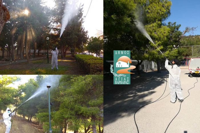 Έγκαιρη και αποτελεσματική η παρέμβαση του δήμου για την προστασία των πευκόδεντρων στην πόλη της Αγίας Βαρβάρας