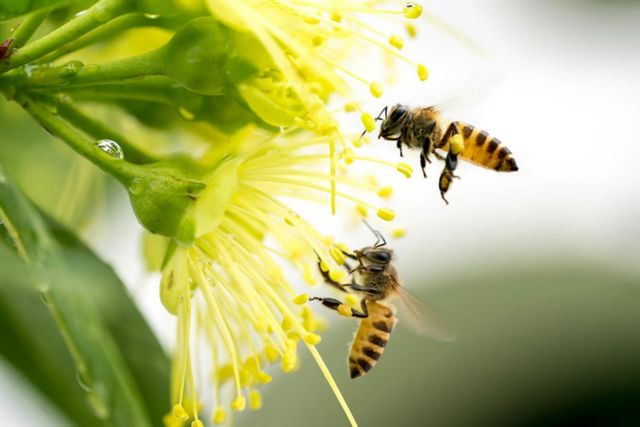 Πώς το δηλητήριο της μέλισσας σκοτώνει καρκινικά κύτταρα σε 60′!