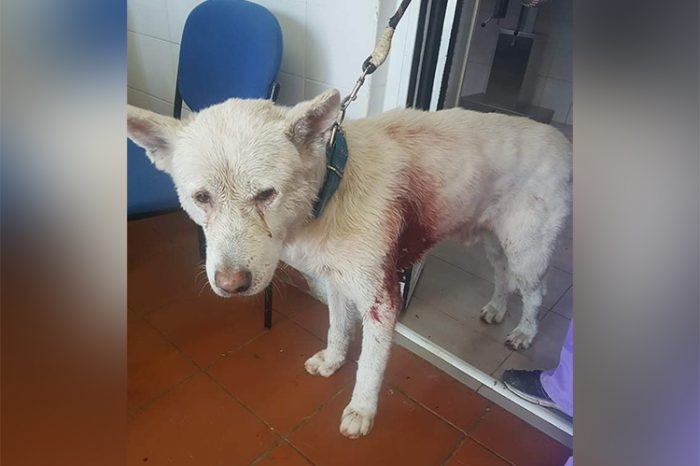 Γρ. Γουρδομιχάλης: Απίστευτη κτηνωδία... Bαρύτατα τραυματισμένο από μαχαίρι αδέσποτο ζώο παρέλαβε o ΔΙΚΕΠΑΖ