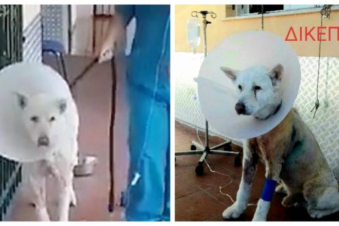 ΔΙΚΕΠΑΖ: Την πρώτη του βόλτα έκανε ο σκυλάκος Έκτορας που μαχαιρώθηκε στη Νίκαια