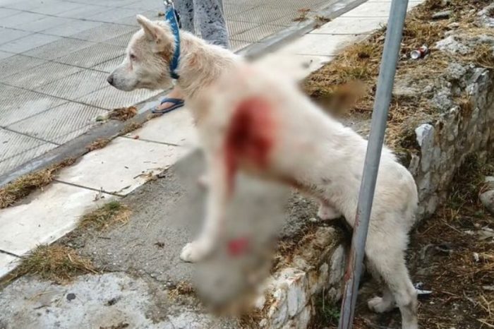 Τα κατάφερε κι επέστρεψε στο αφεντικό του ο σκύλος που μαχαιρώθηκε στη Νίκαια