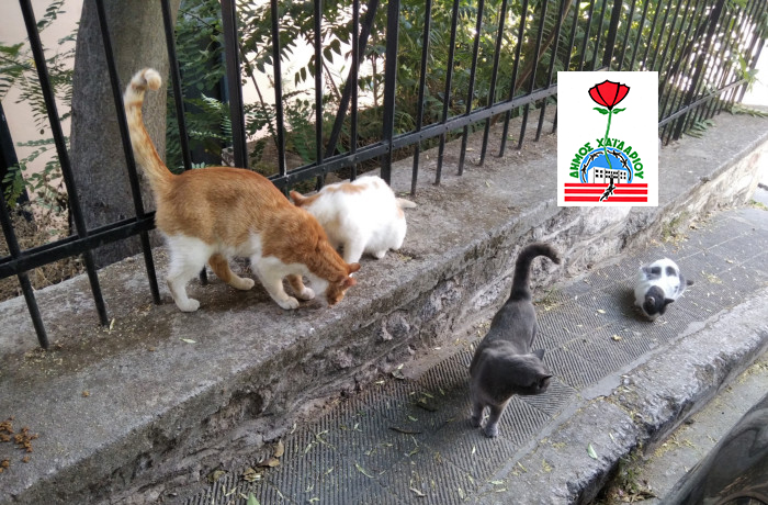 Πρόγραμμα στειρώσεων για αδέσποτες γάτες από τον Δήμο Χαϊδαρίου.