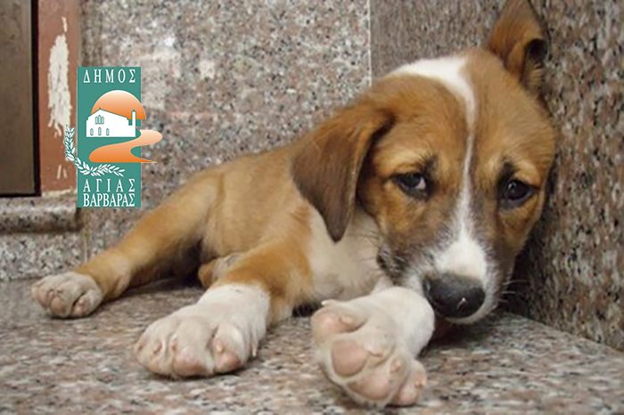 Δήμος Αγίας Βαρβάρας: Με αφορμή την Παγκόσμια Ημέρα των Αδέσποτων Ζώων