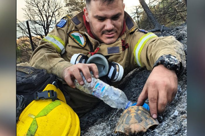 Άκης Μπαρδάκης: Ο πυροσβέστης που έδωσε νερό στη χελώνα συγκινεί όλη την Ευρώπη - Τι λέει σε συνέντευξή του