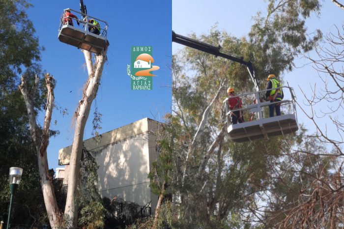 Συνεχίζεται το κλάδεμα των ψηλών δέντρων με τη χρήση ανυψωτικού