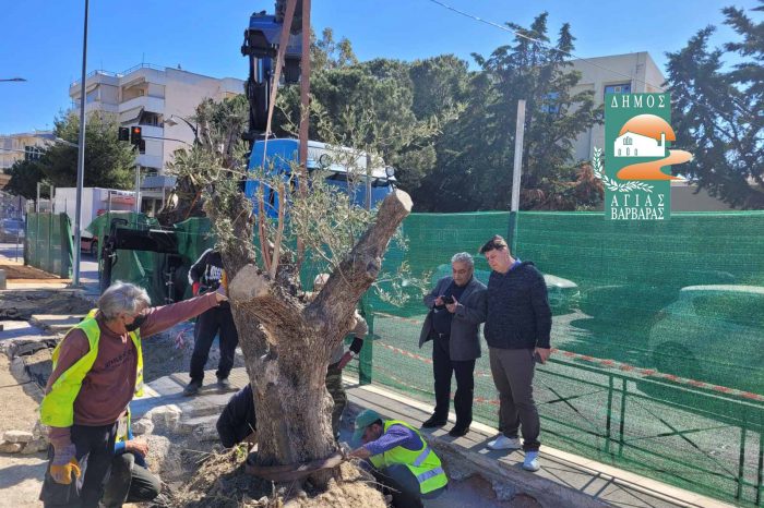 Ξεκίνησε η τοποθέτηση των υπεραιωνόβιων ελαιόδεντρων