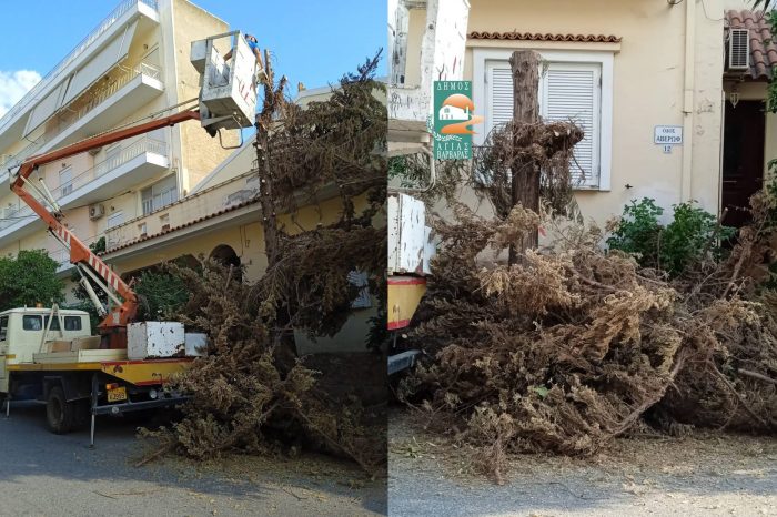 Κοπή και απομάκρυνση αποξηραμένου δέντρου στην οδό Αβέρωφ