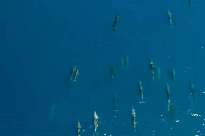 Εντυπωσιακό βίντεο: Μεγάλο κοπάδι δελφινιών στα ανοικτά του Θεολόγου Φθιώτιδας