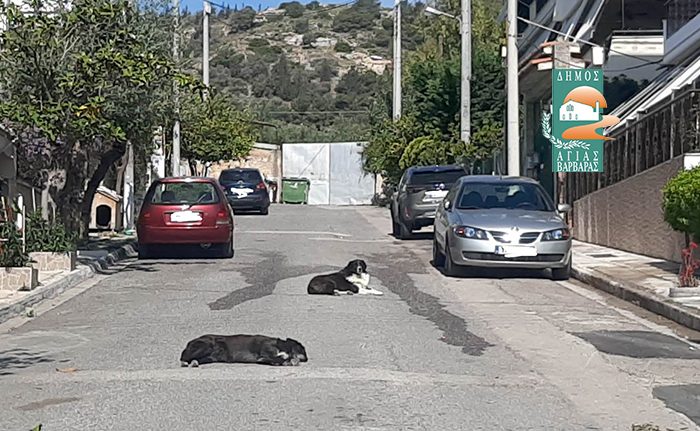 Τα σκυλάκια της Ψηλορείτου