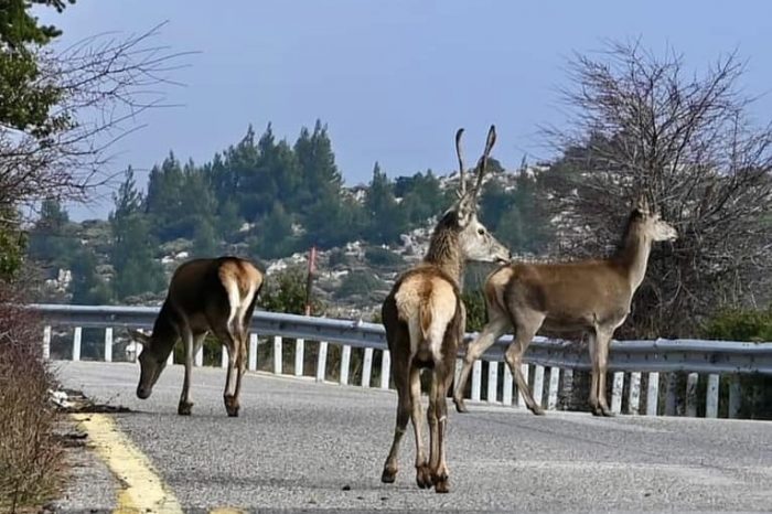 Συμμαχία ΠΕΣΥΔΑΠ - ΑΝΙΜΑ, για να προστατευθεί η άγρια ζωή στην Αττική!