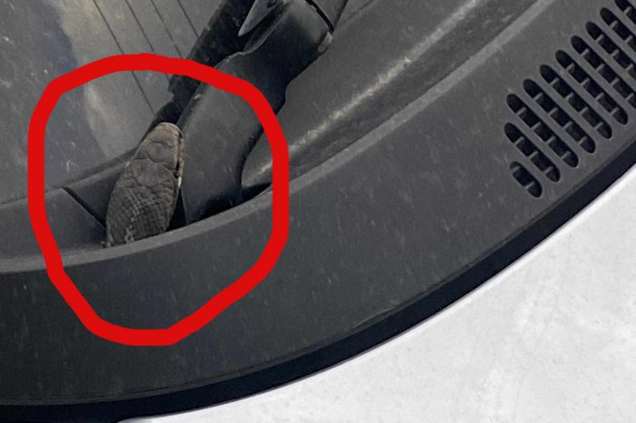 Χαϊδάρι: Οδηγός βρήκε πάνω στο τιμόνι του ένα φίδι